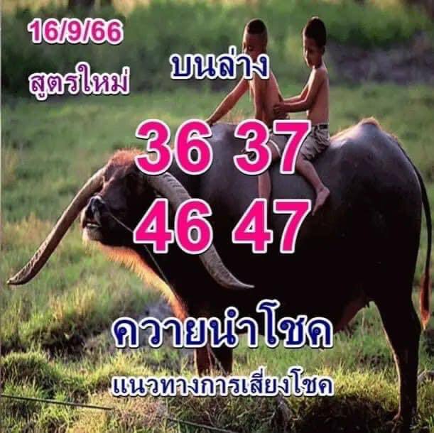 หวยไทย ควายนำโชค 16/9/66
